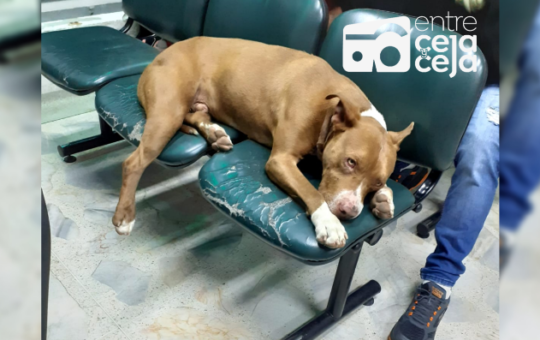 Un perrito llegó hasta urgencias en hospital de Rionegro, esperaba ser atendido