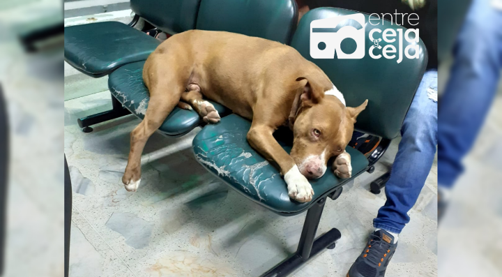 Un perrito llegó hasta urgencias en hospital de Rionegro, esperaba ser atendido