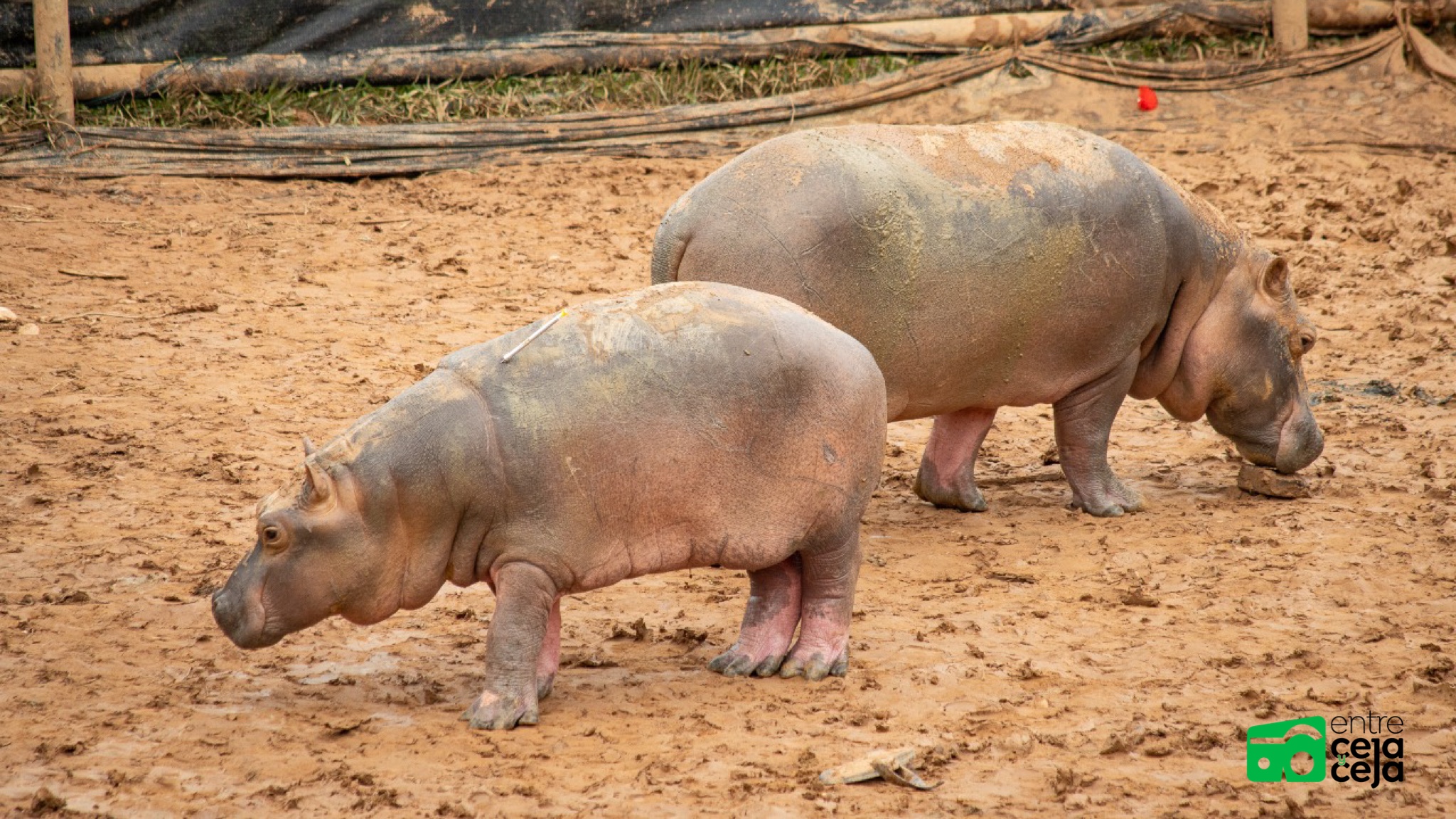 Titánica labor: hipopótamos fueron trasladados hasta el Bioparque Ukumarí de Pereira