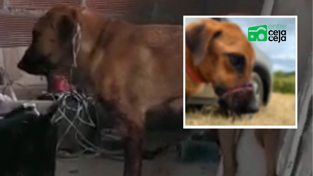 Denuncian aberrante caso de maltrato animal en zona rural de Marinilla