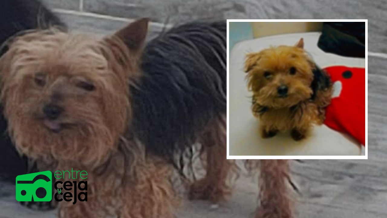 Familia busca a perrito con discapacidad que se perdió en Rionegro