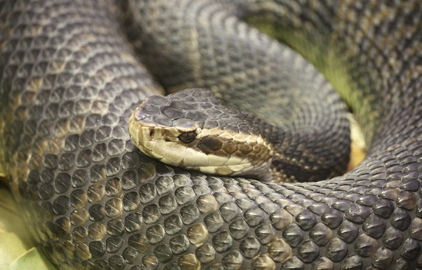 Granada: un hombre fue mordido por una serpiente venenosa en el patio de su casa