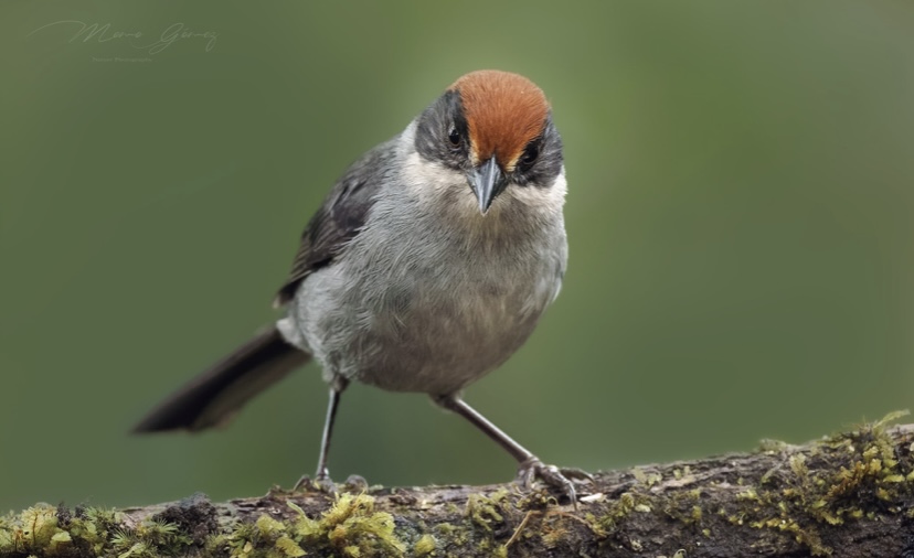 Triste noticia: el ave “más paisa del mundo” está en vía de extinción