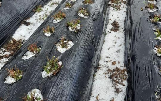 Lluvias con granizo provocaron graves daños en cultivos de El Carmen