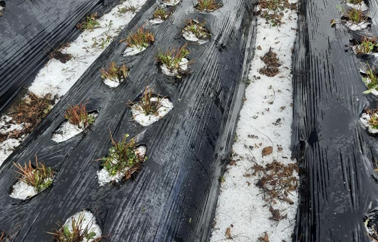 Lluvias con granizo provocaron graves daños en cultivos de El Carmen