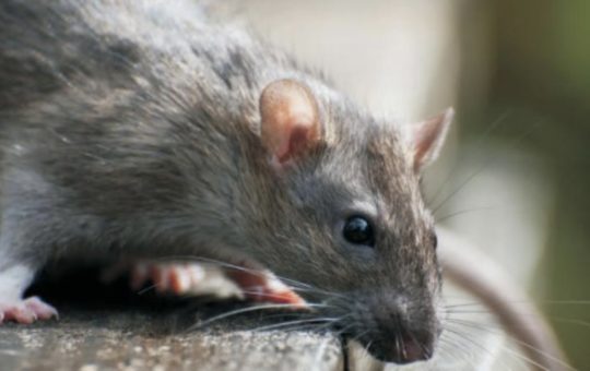 En Rionegro se inició campaña para disminuir la problemática de roedores en el centro