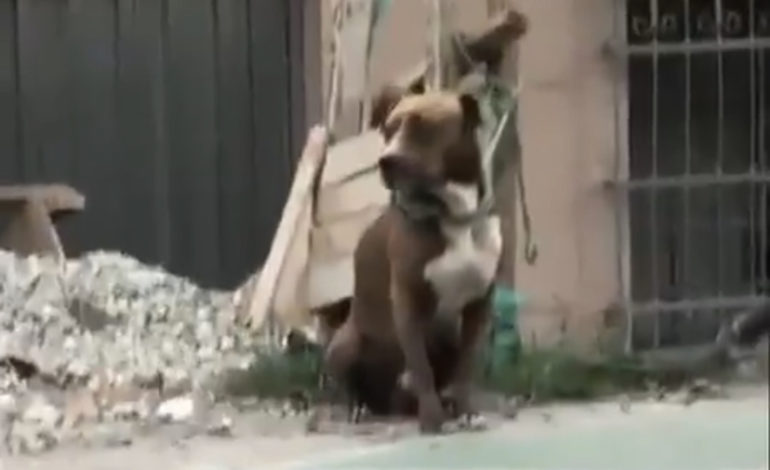 En Rionegro un perrito fue abandonado; lo amarraron de un poste