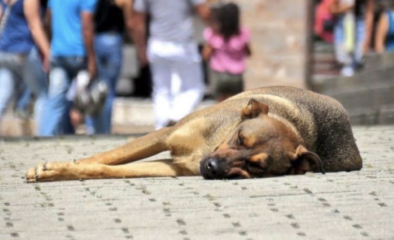 Triste panorama: Colombia tiene más de 3 millones de perros y gatos en situación de calle