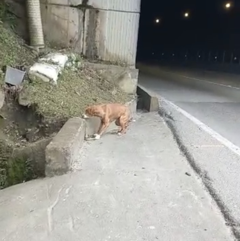 Piden donaciones para perrita ciega que fue abandonada en la autopista Medellín-Bogotá