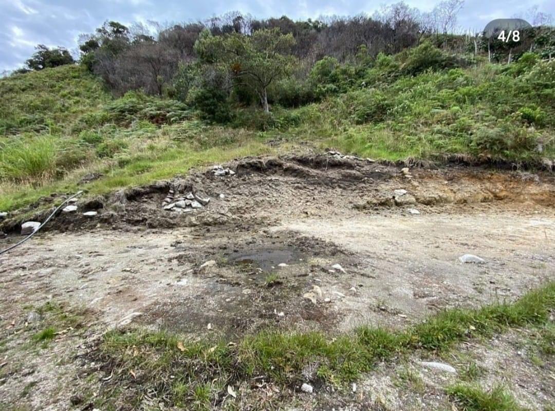 Sonsón: comunidad denuncia tala indiscriminada de árboles