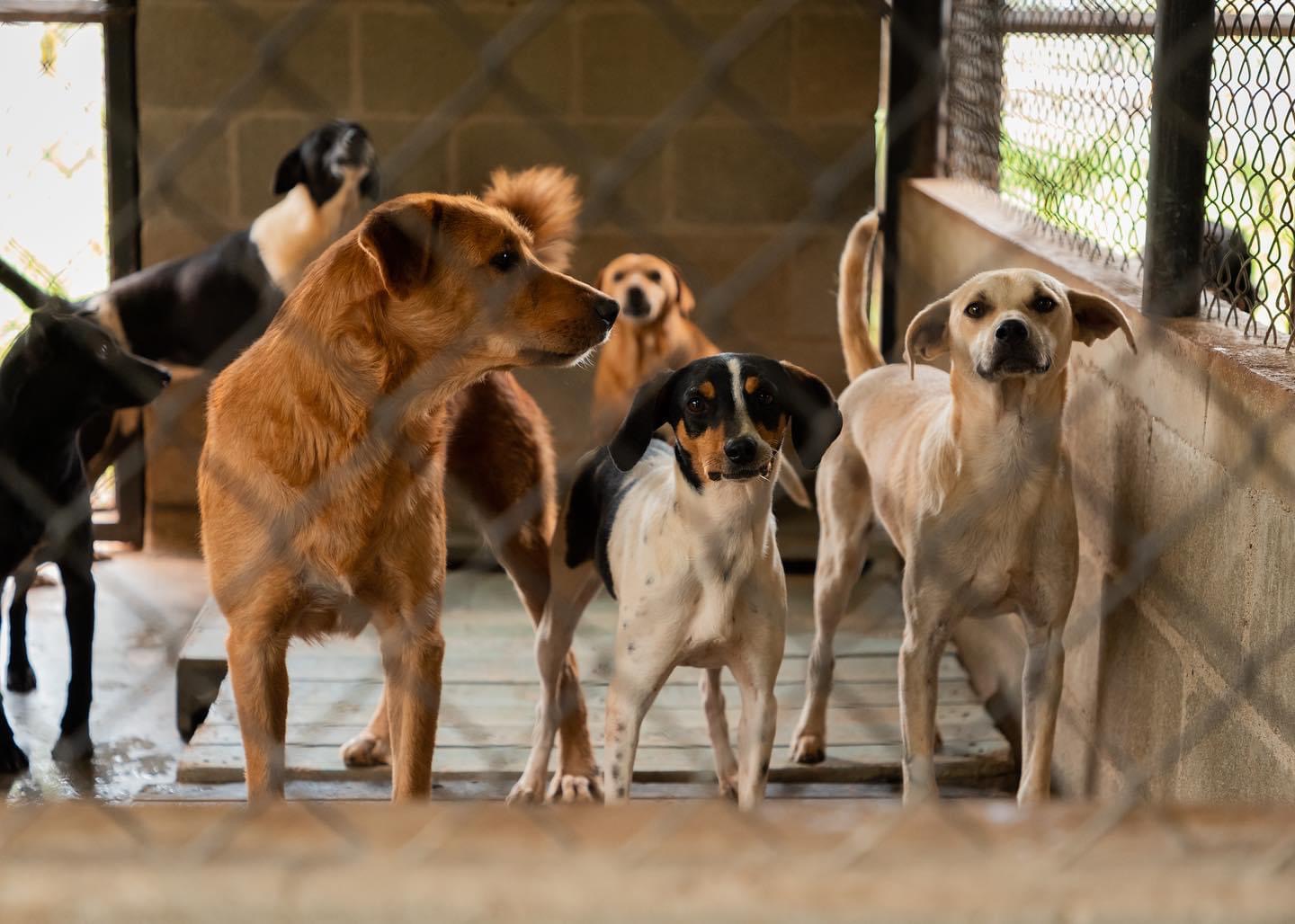 Más de 1.500 perros y gatos se han atendido en el Centro de Bienestar Animal