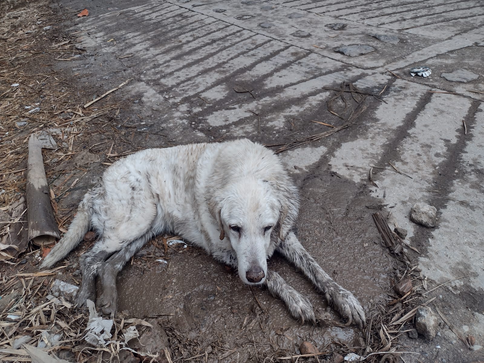 Perrita que fue abandonada y  atropellada fue rescatada