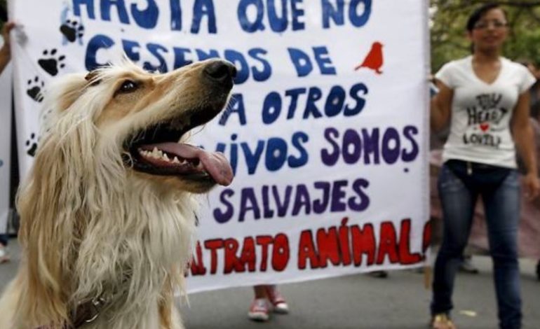 Animalistas convocan a marchas para exigir que los animales sean sujetos de derecho