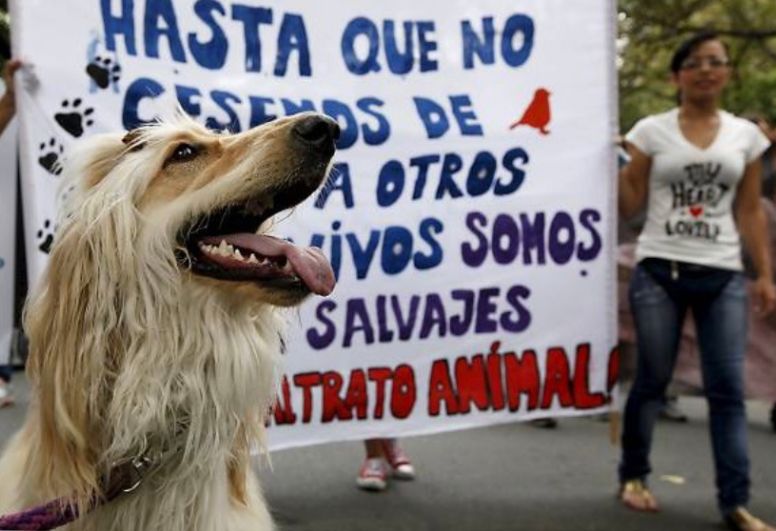 Animalistas convocan a marchas para exigir que los animales sean sujetos de derecho