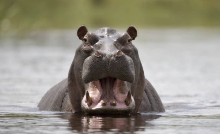 Toda una odisea, así será el traslado de 70 hipopótamos de Doradal