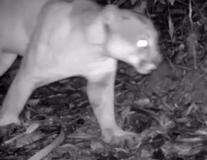 Puma Concolor, la impresionante especie que fue observaba en El Peñol