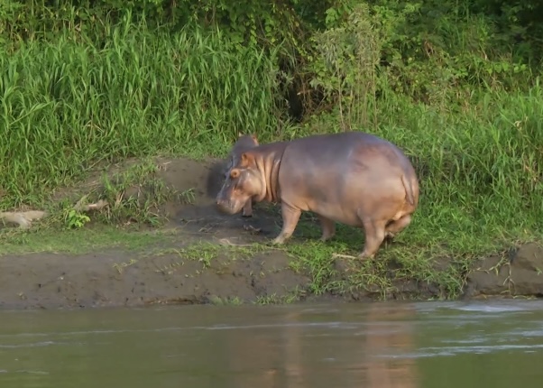 Con recursos de alianza público privada sacarán del Magdalena a los hipopótamos de Escobar
