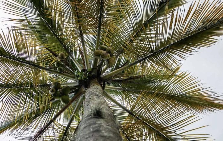 Semana Santa: hacen llamado para proteger la palma de cera