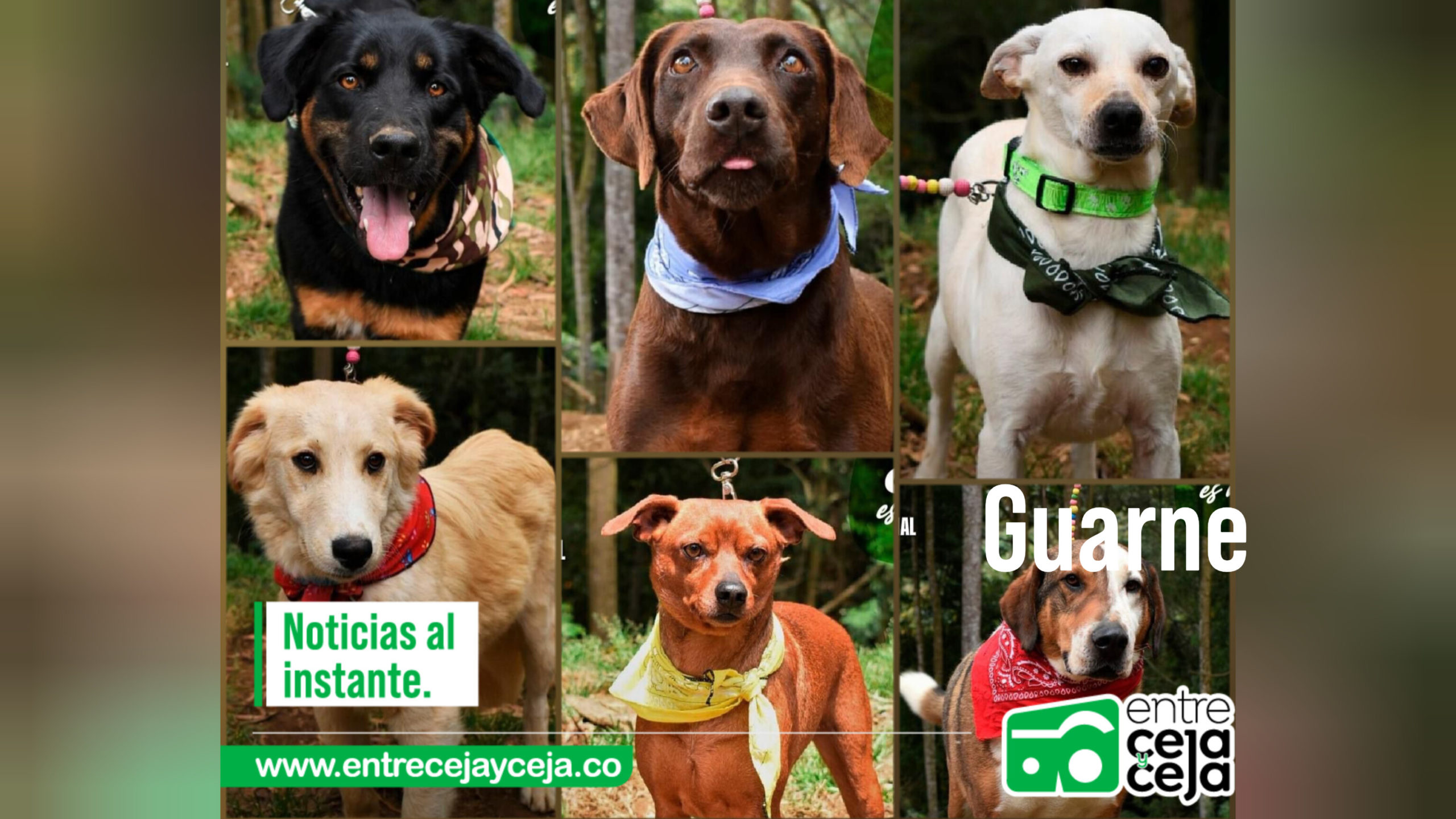 Estos perritos están a la espera de conseguir un nuevo hogar