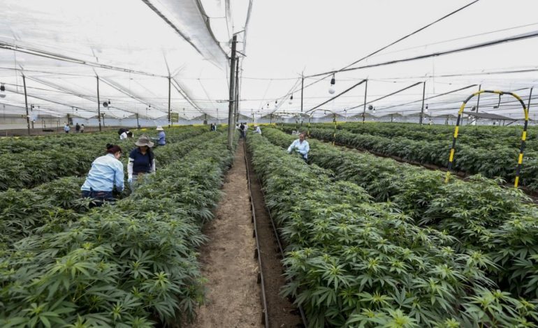 Cielos morados en La Ceja sería el reflejo de las luces ultravioleta de un cultivo de cannabis