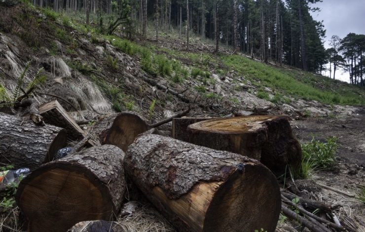 Día de la Tierra: según Cornare la deforestación en el Oriente ha disminuido