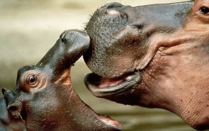 Estudio recomienda cazar a los hipopótamos de Escobar ¿Qué va a pasar con su traslado?