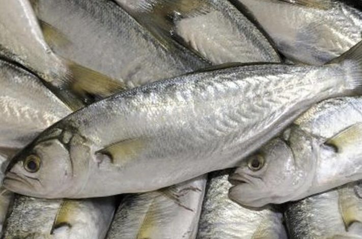 ¡Aliste el bolsillo! Comer pescado en Semana Santa saldrá 36% más caro