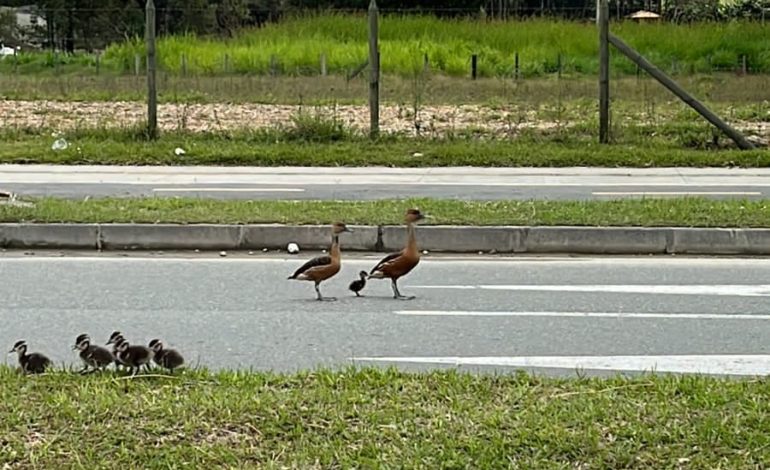 ¡La naturaleza reclama su lugar! la reacción de internautas por el paso de una familia de patos en una vía de Rionegro