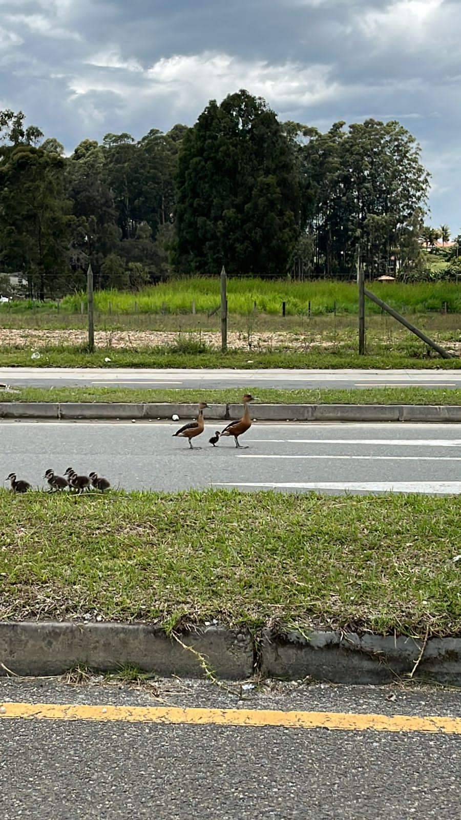 ¡La naturaleza reclama su lugar! la reacción de internautas por el paso de una familia de patos en una vía de Rionegro