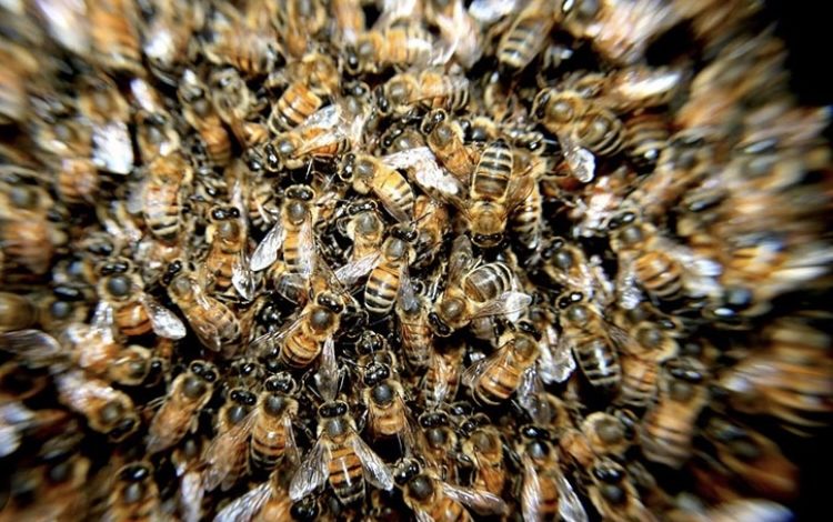 Adulta mayor falleció tras ser atacada por cientos de abejas en El Santuario