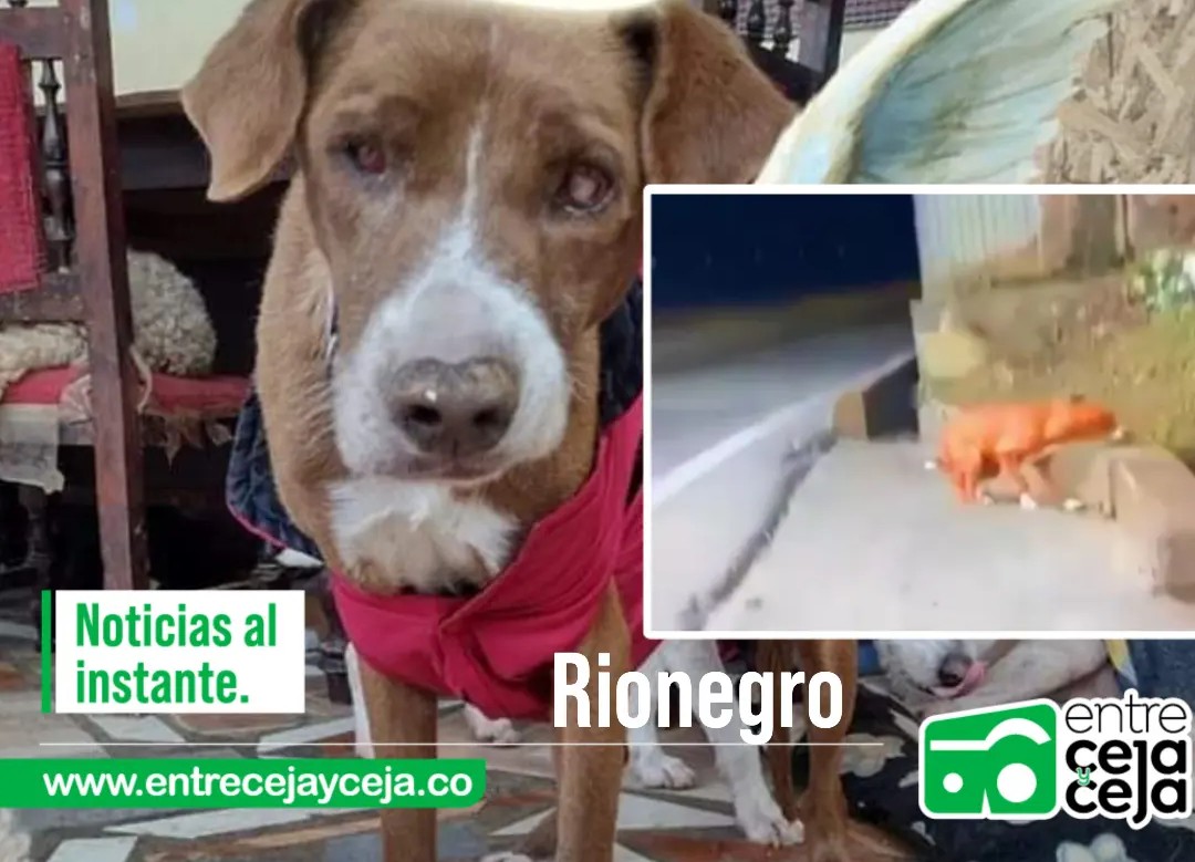 Murió la perrita ciega que había sido abandonada en la autopista Medellín – Bogotá hace dos meses