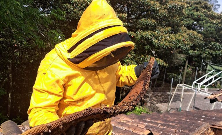 Así fue la captura de un enjambre de abejas que había picado a niños de escuelita