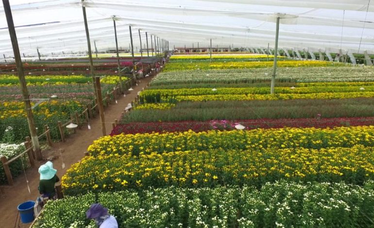 Se viene el Dia de las Madre; las floristerías de la Región intensifican su producción