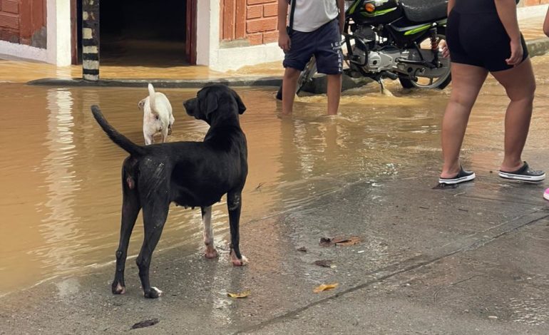Animalistas se unirán para ayudar a animales afectados por la inundación en el Magdalena Medio; están pidiendo ayudas