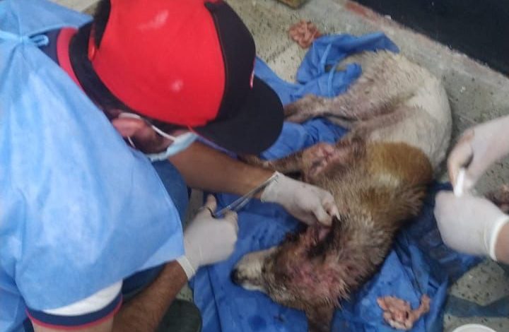 “No fue un machetazo”, Alcaldía de Granada sobre perrito rescatado por animalistas