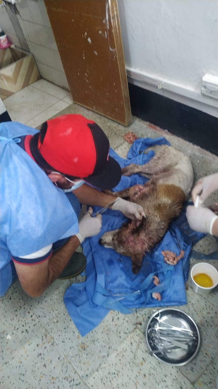 “No fue un machetazo”, Alcaldía de Granada sobre perrito rescatado por animalistas