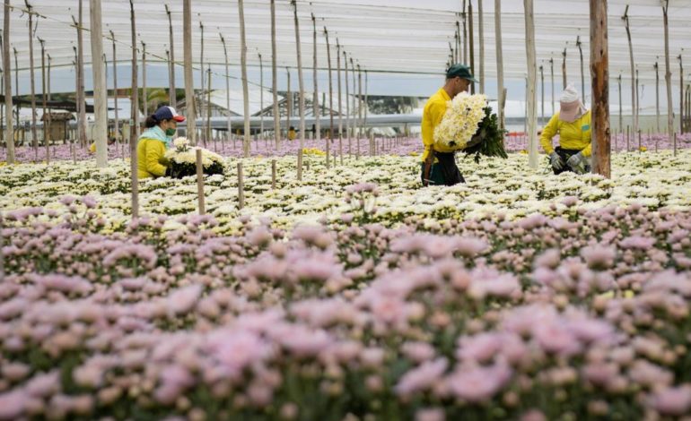 Sector floricultor ratificó su compromiso con el desarrollo sostenible
