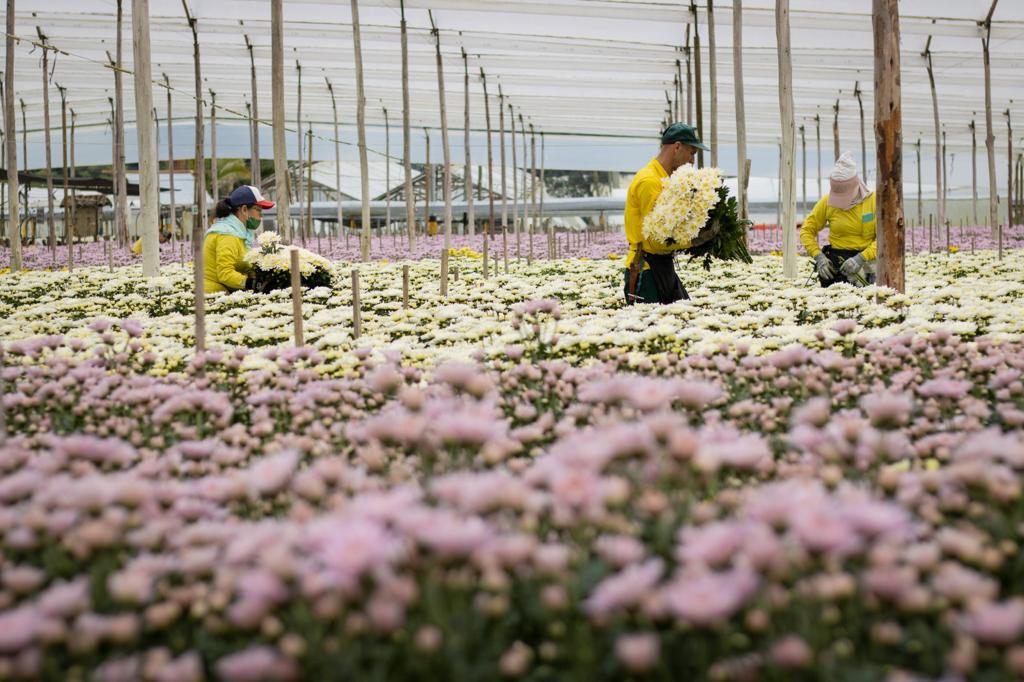 Sector floricultor ratificó su compromiso con el desarrollo sostenible