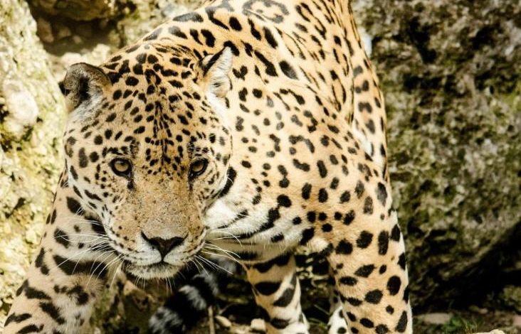 Continúa la búsqueda de responsables de asesinato de dos jaguares