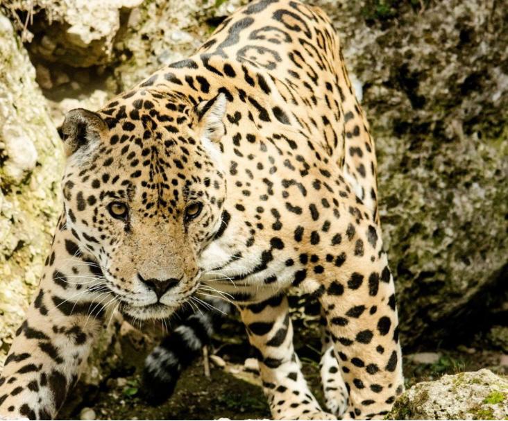 Continúa la búsqueda de responsables de asesinato de dos jaguares