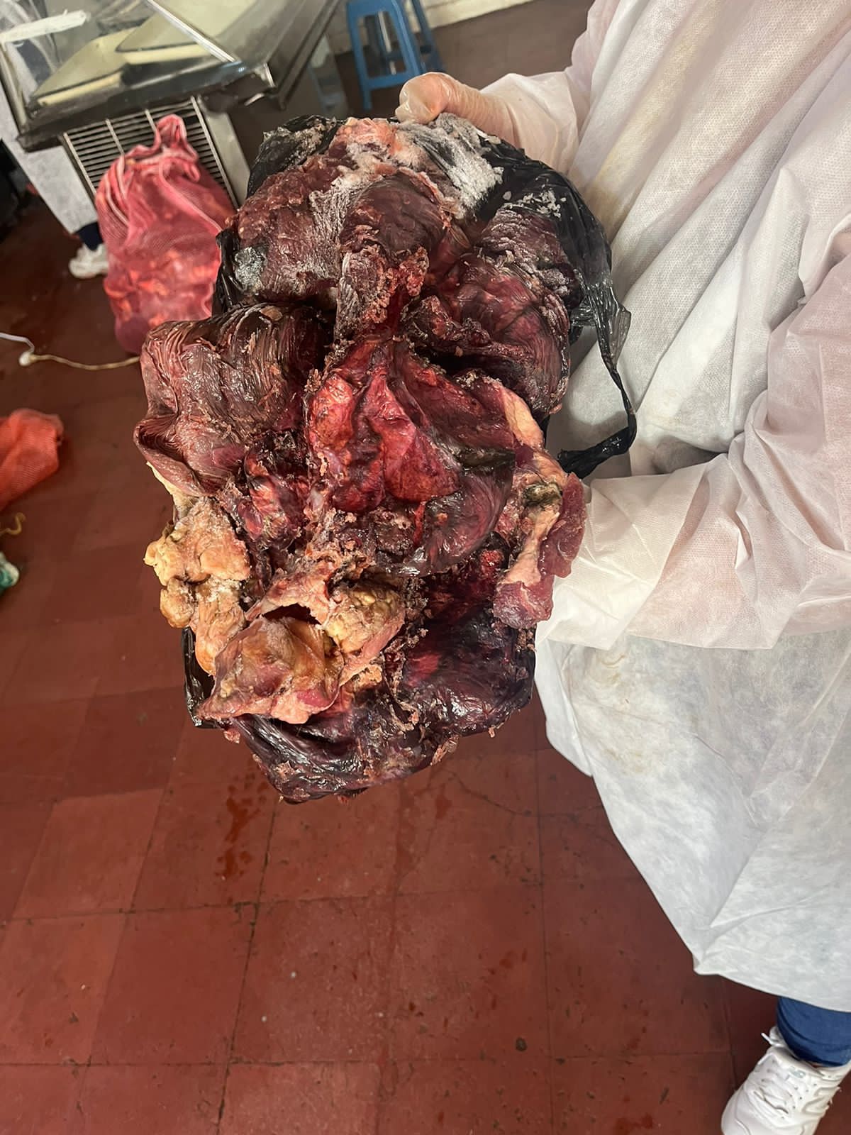 Incautan más de 100 kilos de carne en mal estado en El Carmen