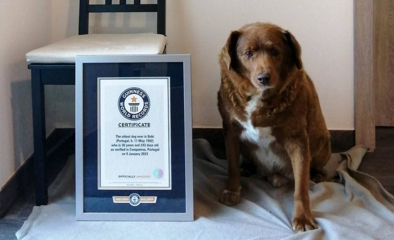 Bobi, el perro mas viejo del mundo cumplió 31 años