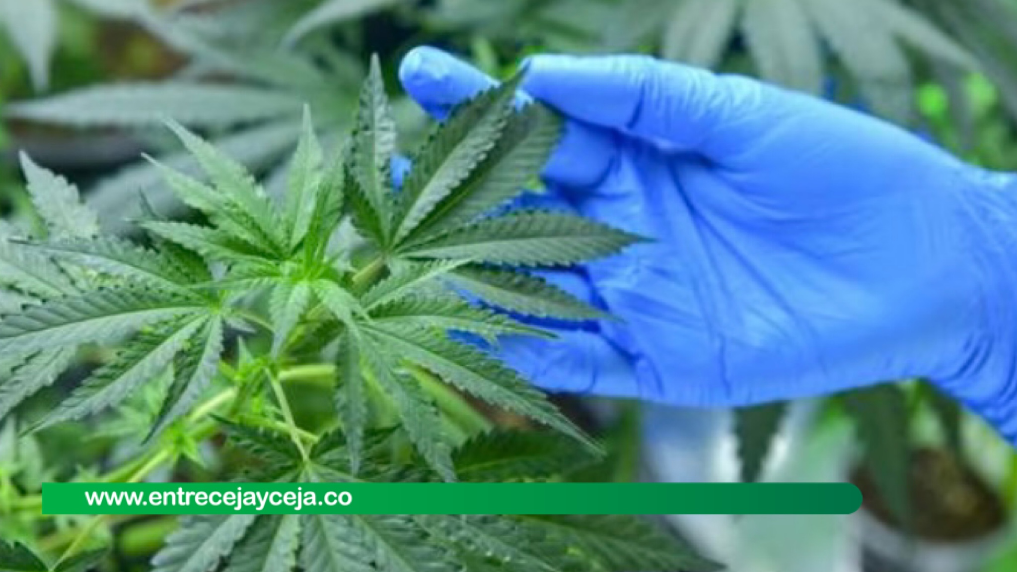 Se cayó el proyecto de ley que pretendía legalizar la marihuana