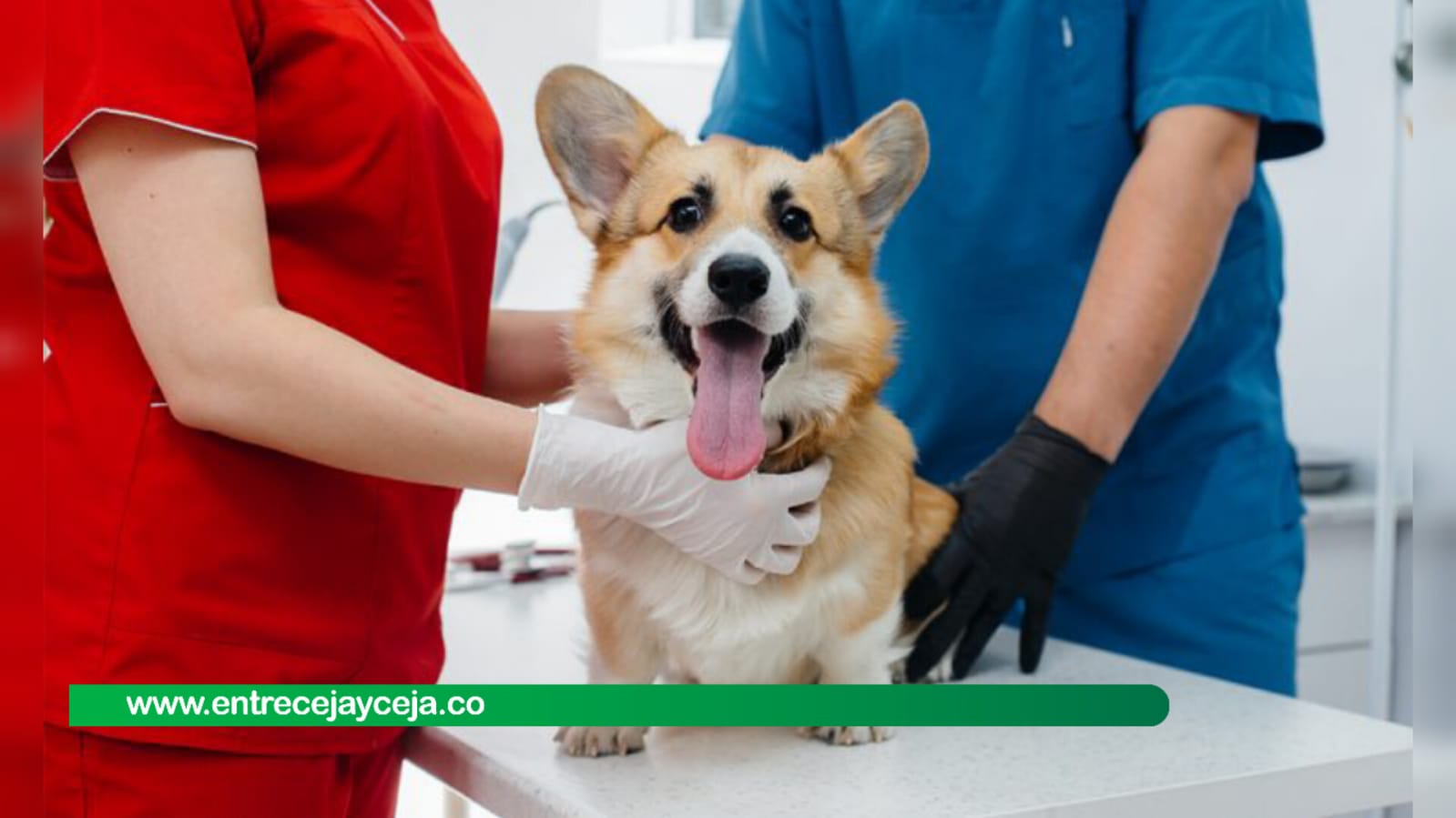 Animóvil; el programa de la secretaria de salud que busca esterilizar perros y gatos en 103 municipios