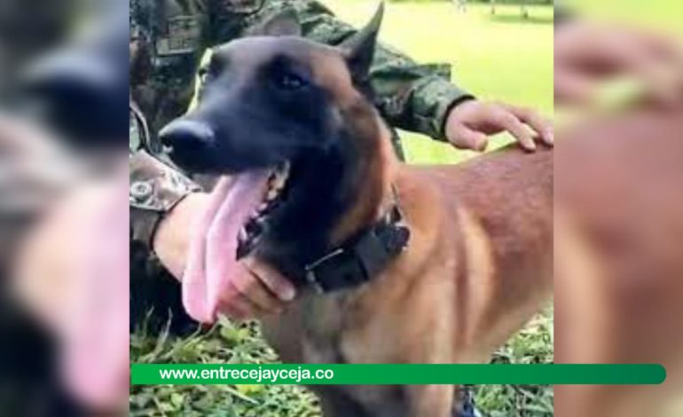 Oliver; un perro mordido por una serpiente fue salvado por el Ejército