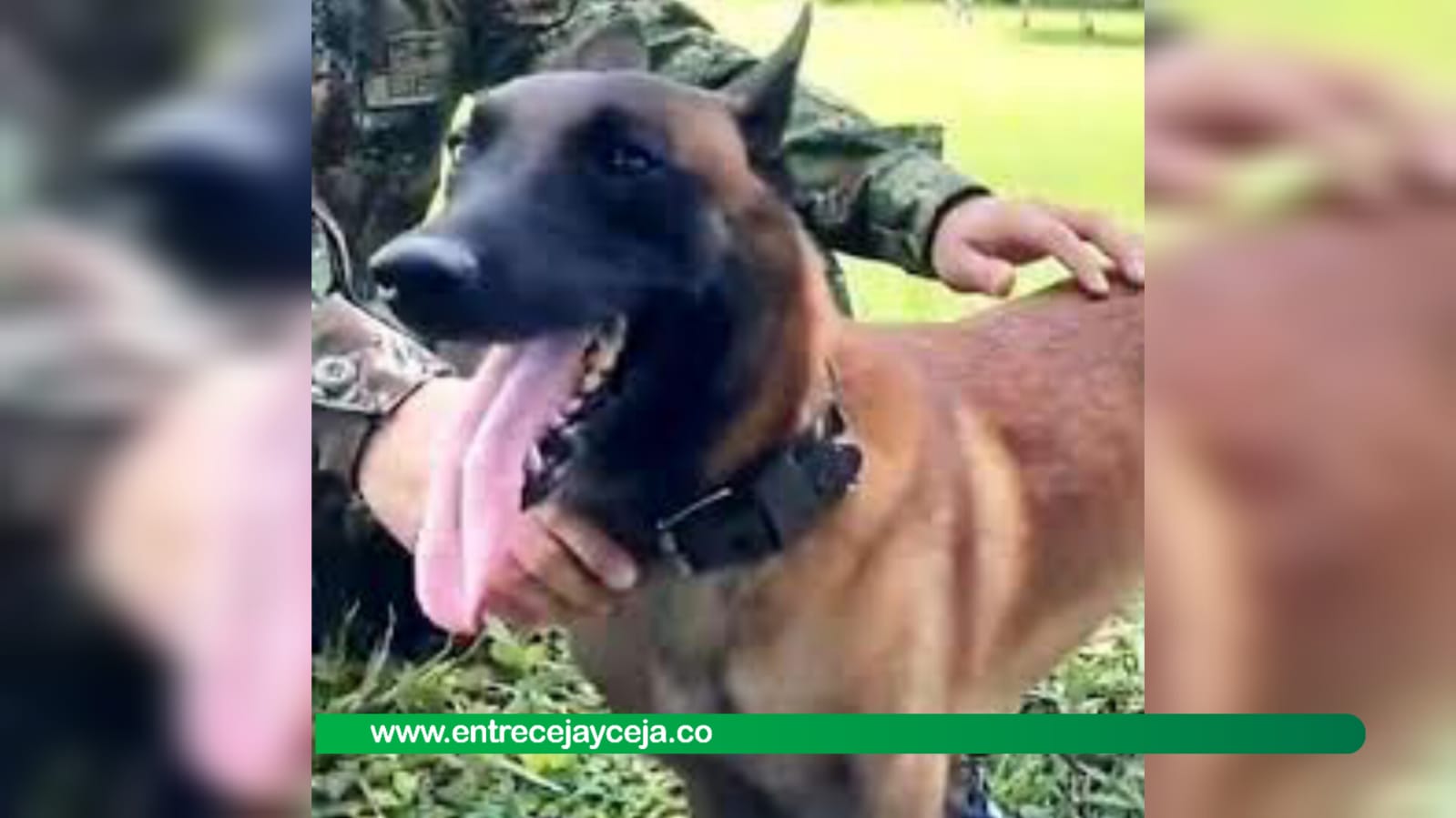 Oliver; un perro mordido por una serpiente fue salvado por el Ejército