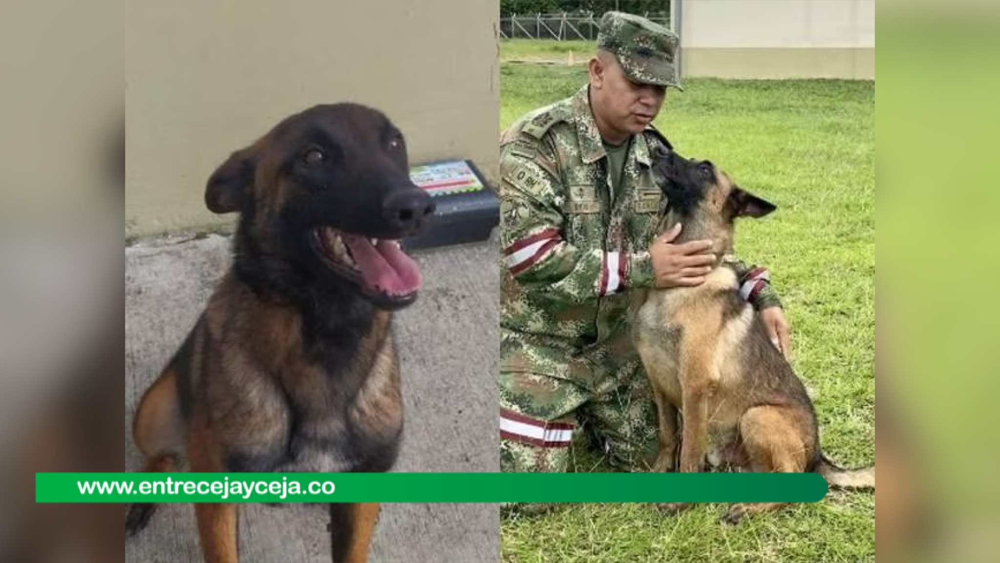 Finalizaron las labores de búsqueda de Wilson, el perro héroe que encontró los niños del Guaviare