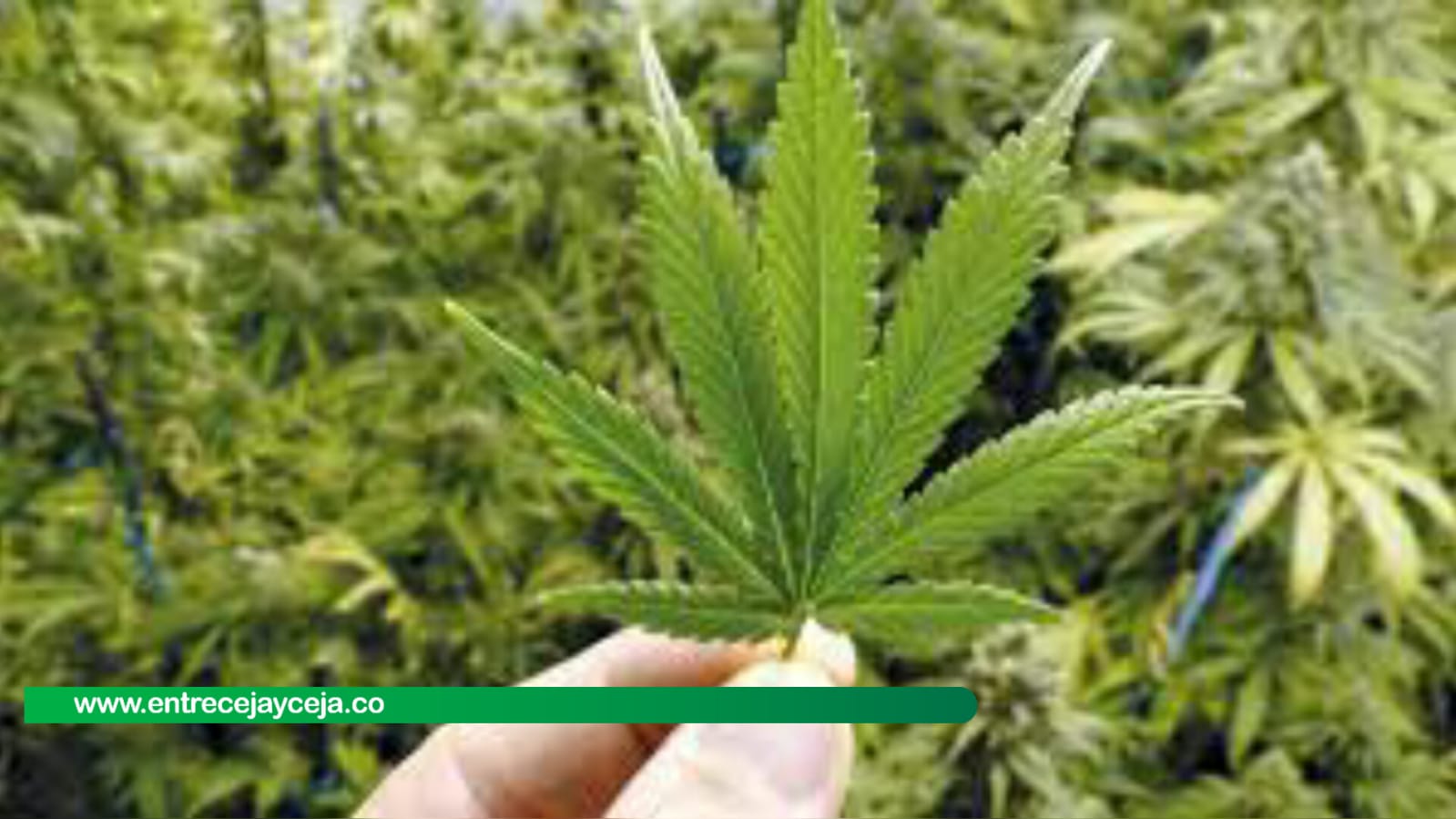 Último debate para la regulación del cannabis se suspendió por falta de quorum