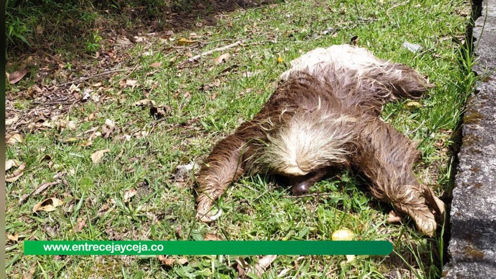 Oso perezoso murió atropellado en la subida al Alto de La Unión