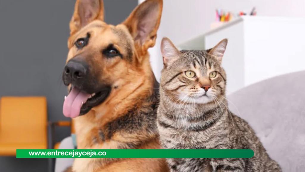 A 15 municipios del Oriente llegará Animóvil con esterilizaciones gratuitas